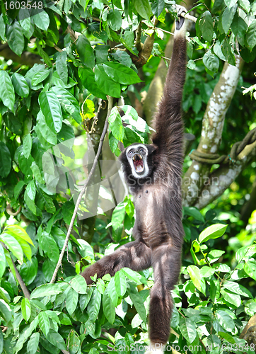 Image of Monkey on tree
