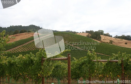 Image of Maintained Vineyard