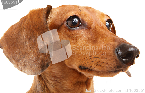 Image of Dachshund Dog isolated over white background