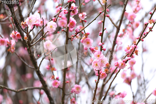 Image of plum flower blossom