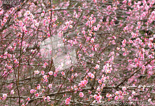 Image of plum flower