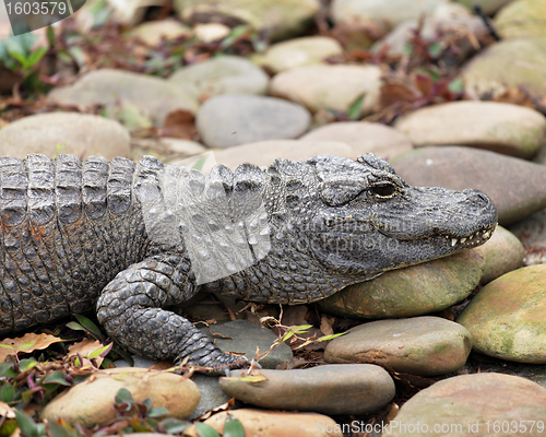 Image of crocodile