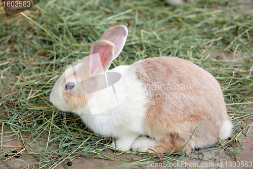 Image of rabbit