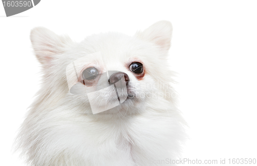 Image of white pomeranian dog