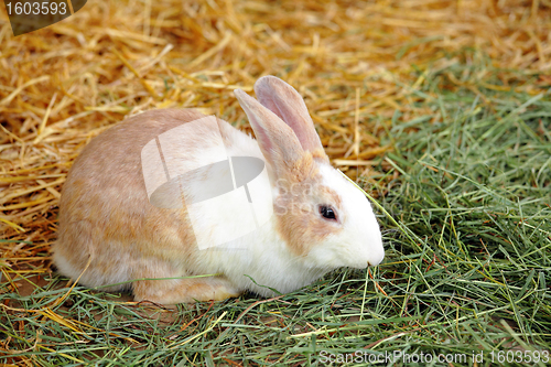 Image of rabbit