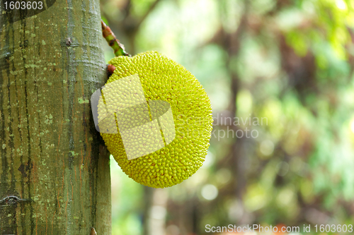 Image of jack fruits