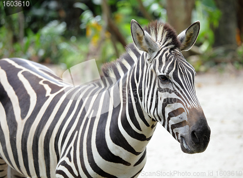 Image of zebra