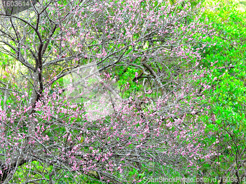 Image of plum flower