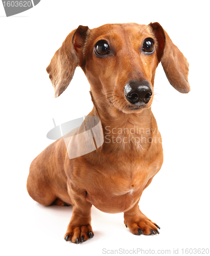 Image of Dachshund Dog