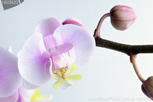 Image of orchid flower