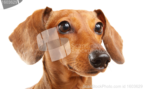 Image of short haired Dachshund Dog