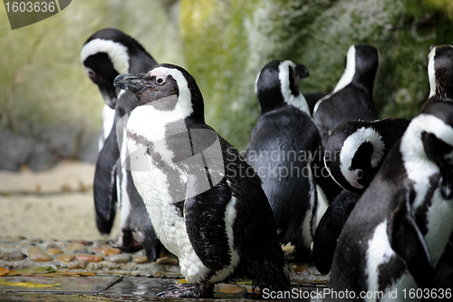 Image of penguins