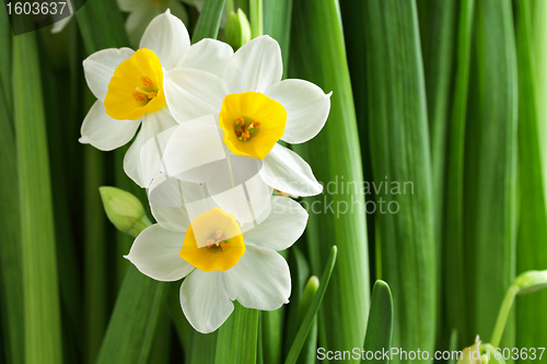 Image of narcissus flower