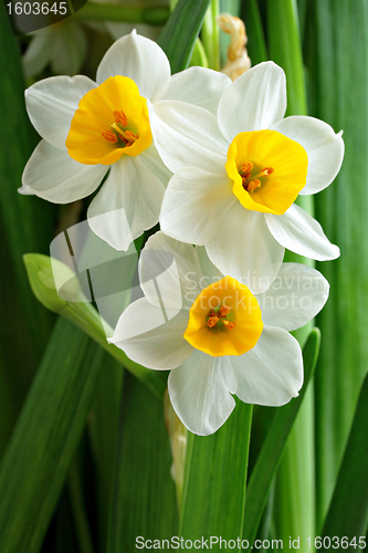 Image of narcissus flowers