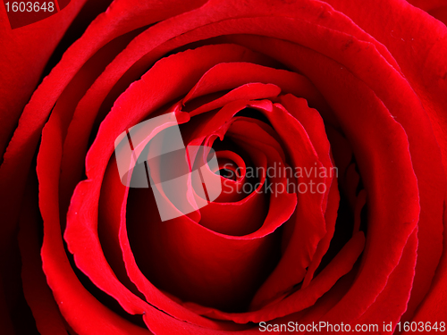 Image of red rose