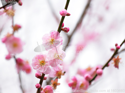 Image of plum flower