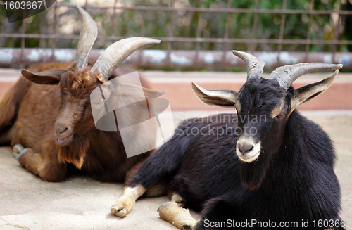 Image of goat in farm