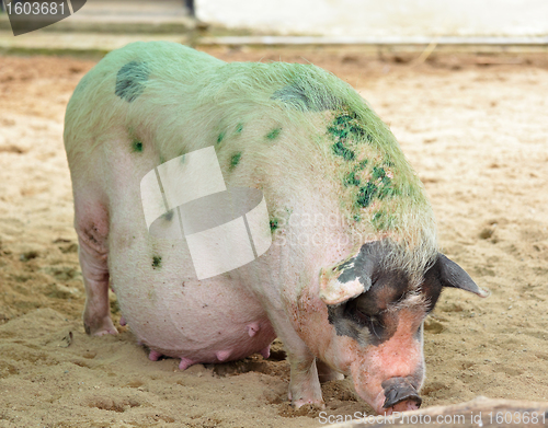 Image of pig