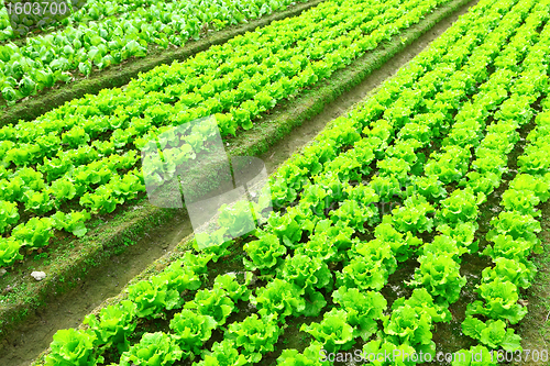 Image of lettuce plant in field