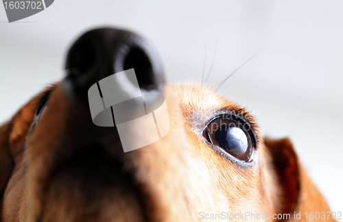 Image of dachshund dog