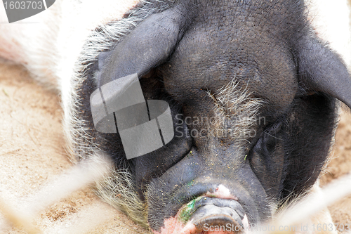 Image of pig