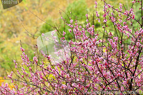 Image of plum flower blossom