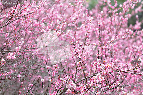 Image of plum flower