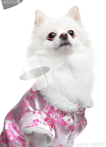 Image of Pomeranian Spitz dog