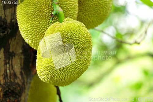 Image of jack fruits