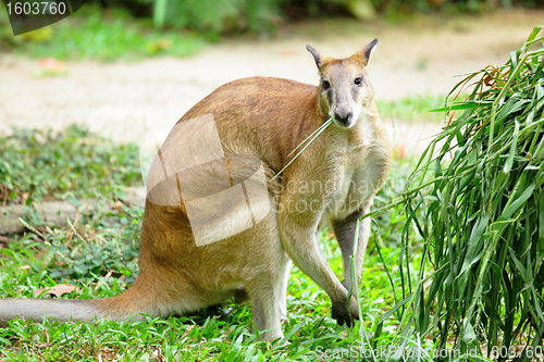 Image of grey kangaroo