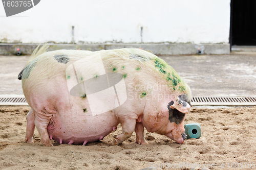 Image of pig