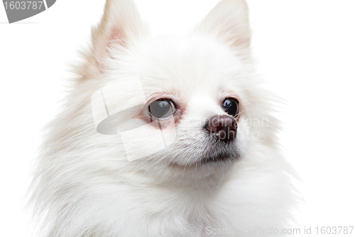 Image of pomeranian dog