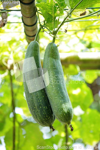 Image of Smooth loofah