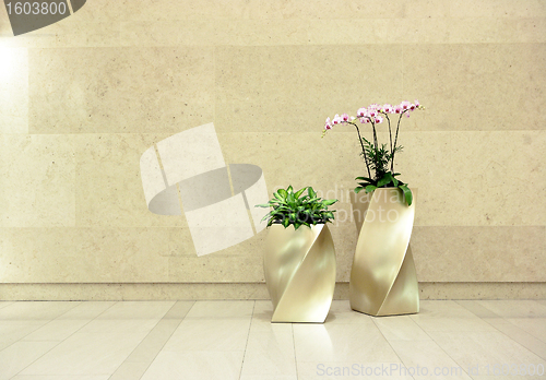 Image of beautiful orchid in lobby