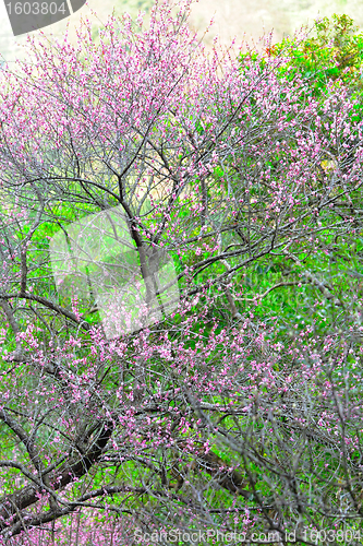 Image of blossoms in forest at spring time