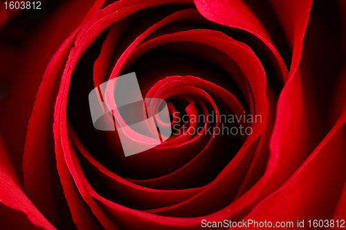 Image of rose