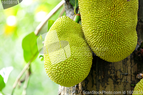 Image of jack fruits