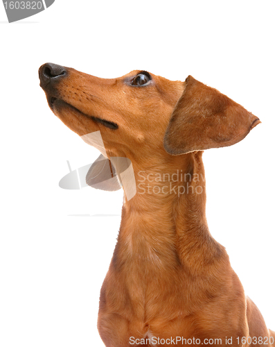 Image of dachshund dog