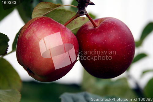 Image of An apple a day keeps the doctor away
