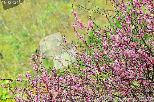 Image of plum flower blossom