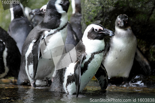 Image of penguins