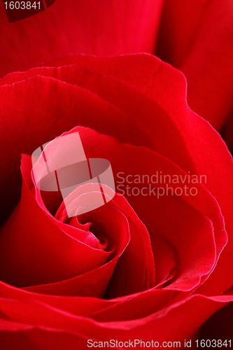 Image of red rose