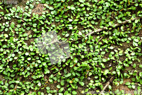 Image of Green plant on wall