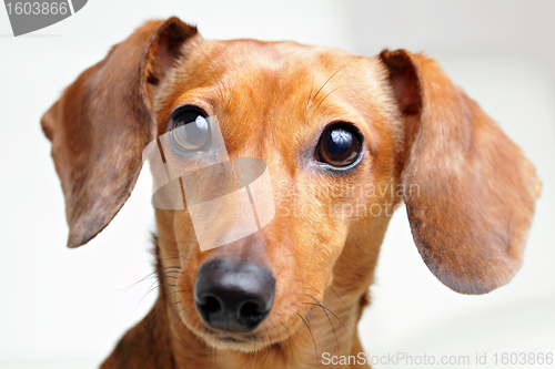 Image of dachshund dog