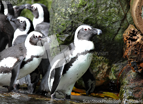 Image of penguins