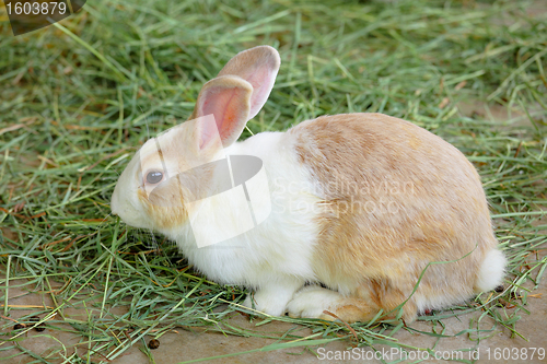 Image of rabbit