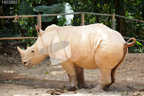 Image of rhino