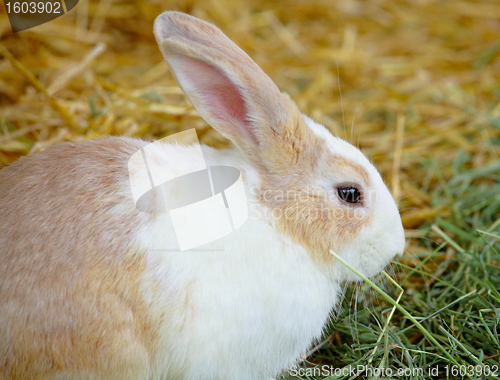 Image of rabbit