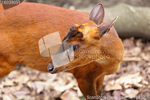 Image of Indian Muntjac