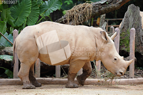 Image of rhino